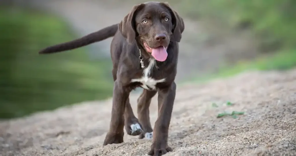 labrador-retriever-dog